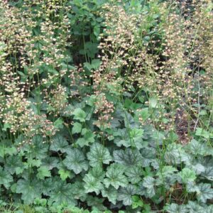 Dales strain coral bells