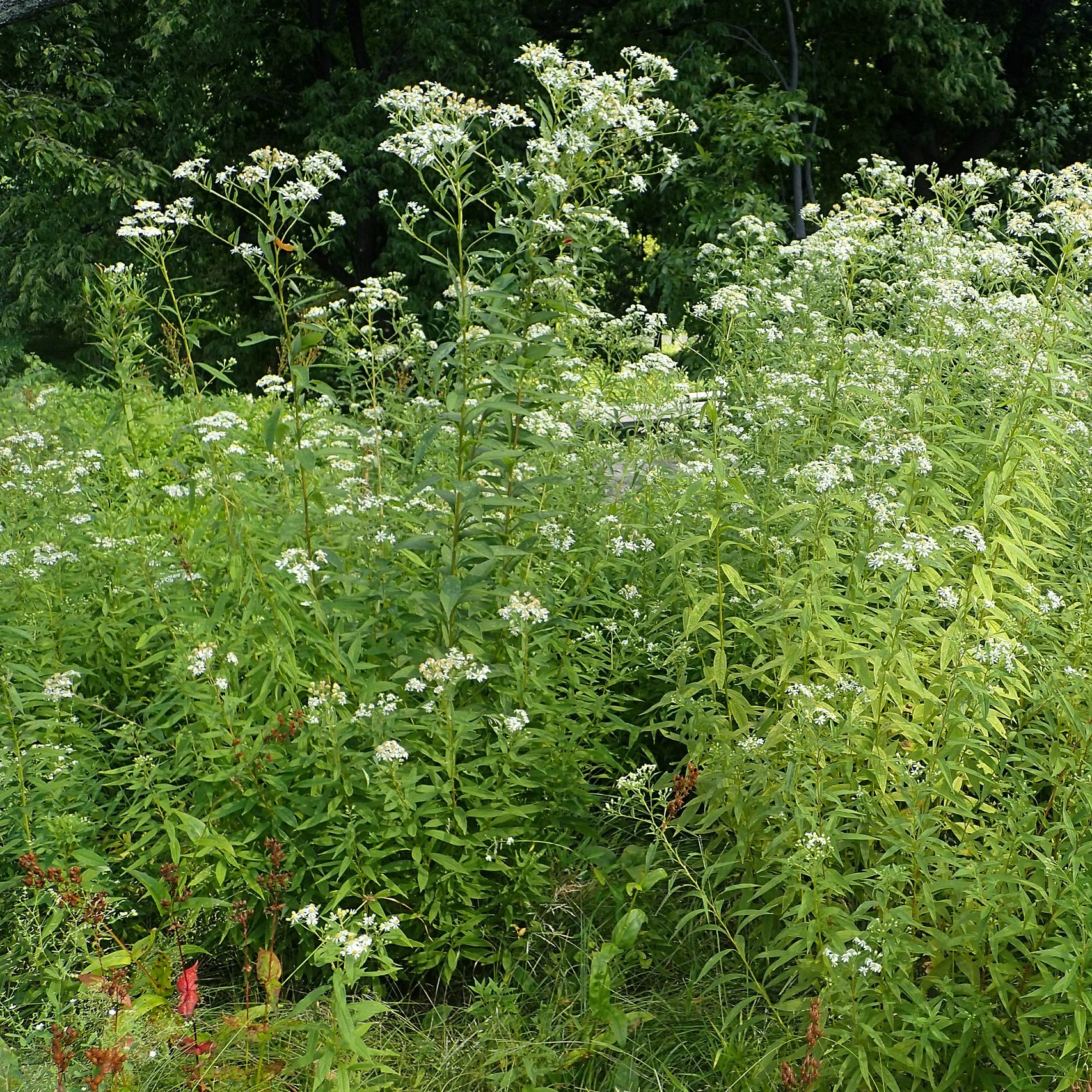 Flat-topped aster - Image 2