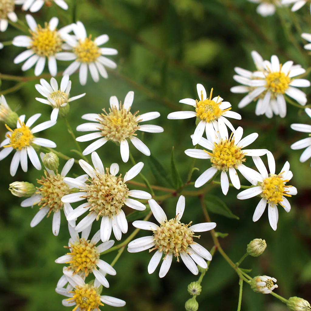 Flat-topped aster