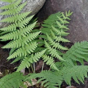 Marginal wood fern