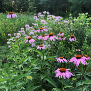 Purple coneflower