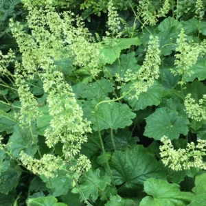 Coral bells