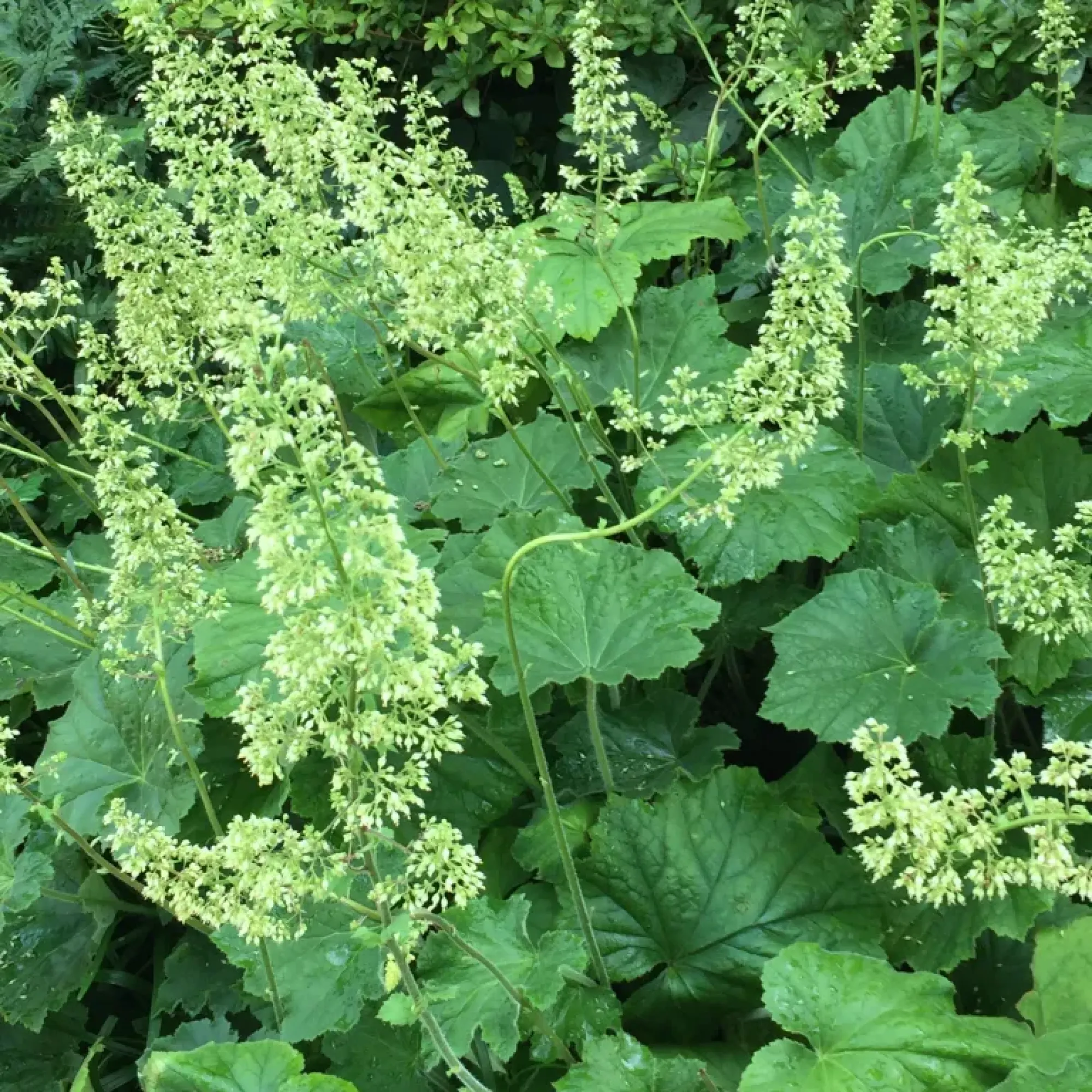 Coral bells