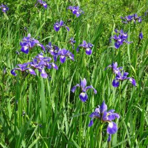 Northern blue flag