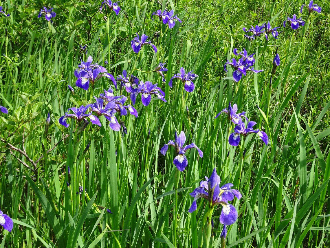 Northern blue flag