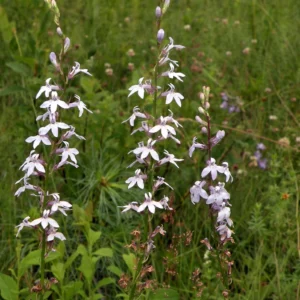 Pale spiked lobelia