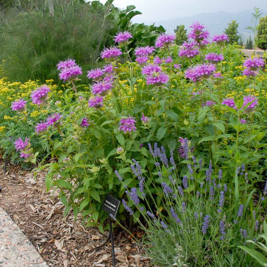 Wild bergamot - Image 2