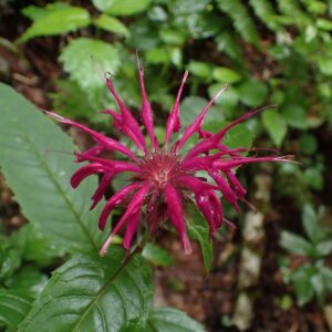 Purple bergamot