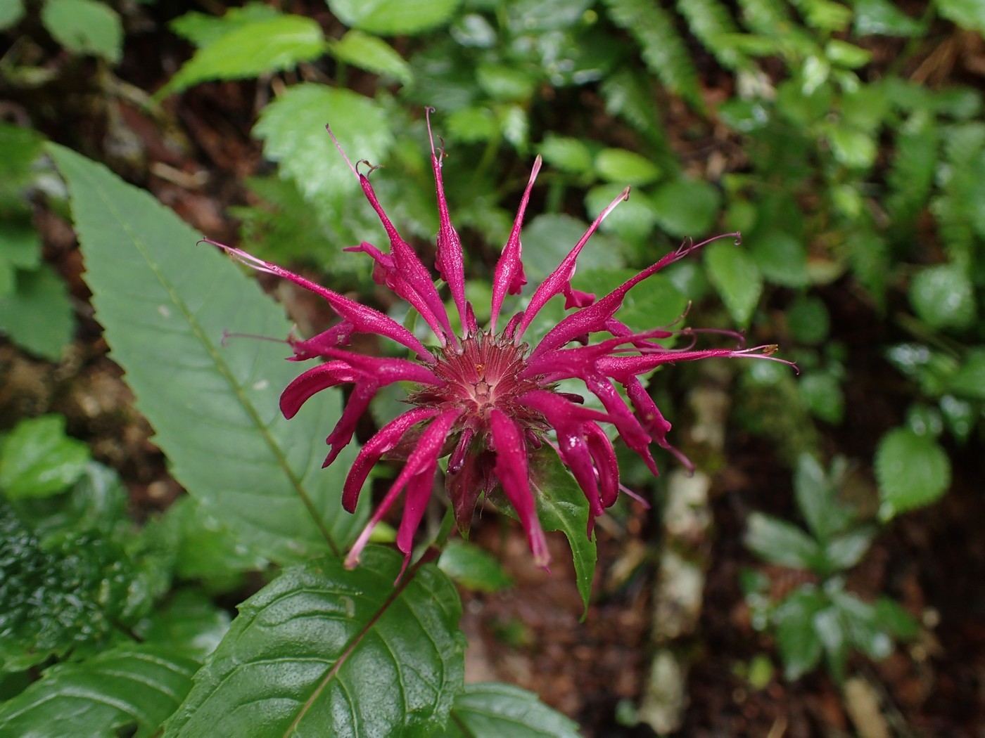 Purple bergamot