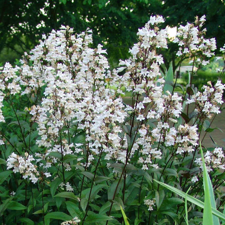 Beardtongue - Image 2