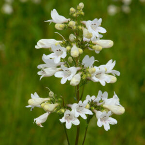 Beardtongue