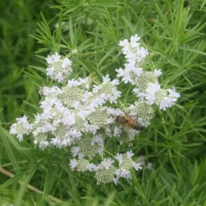 Narrowleaf mountain mint