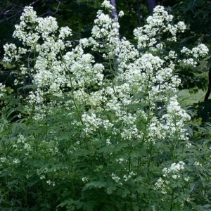 Tall meadow rue
