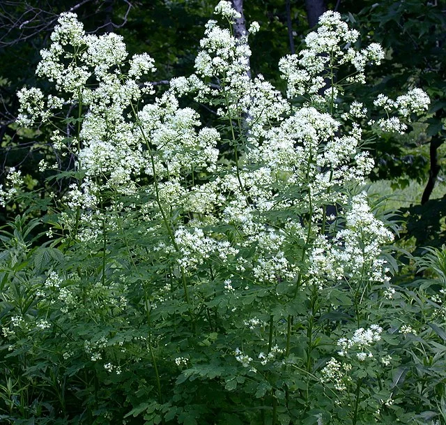 Tall meadow rue