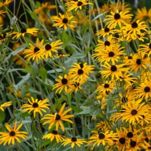 Black eyed susan