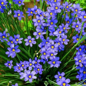 Blue eyed grass