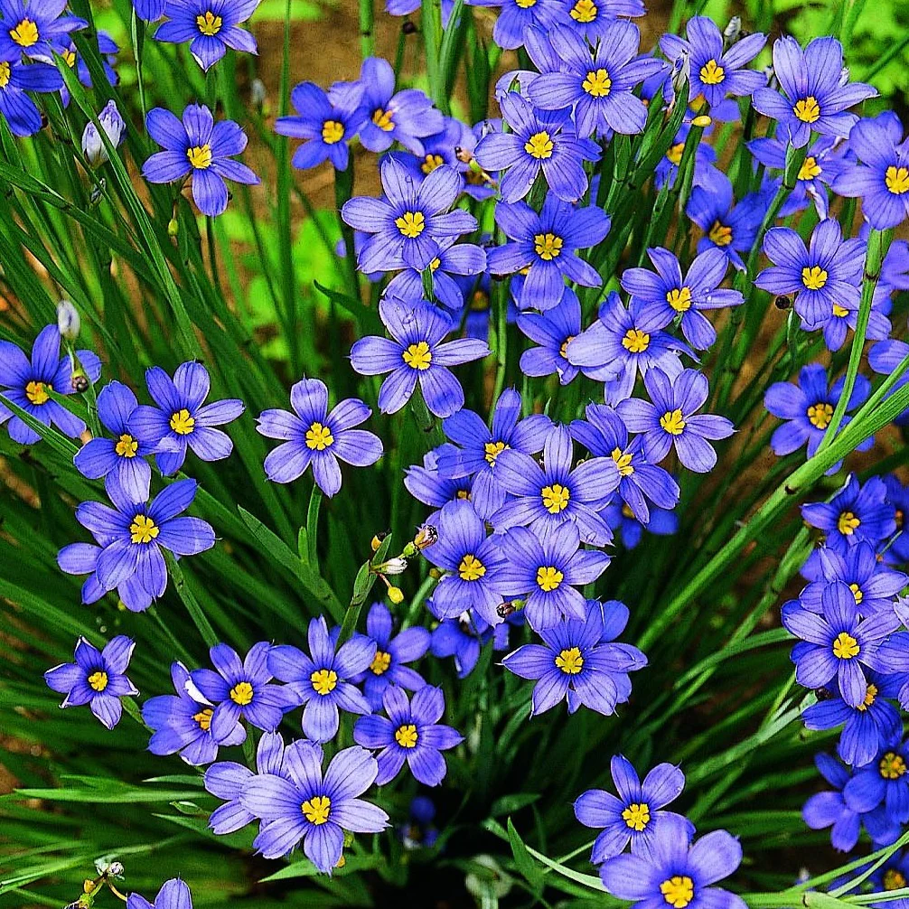 Blue eyed grass