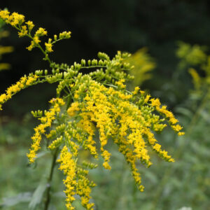 Early goldenrod