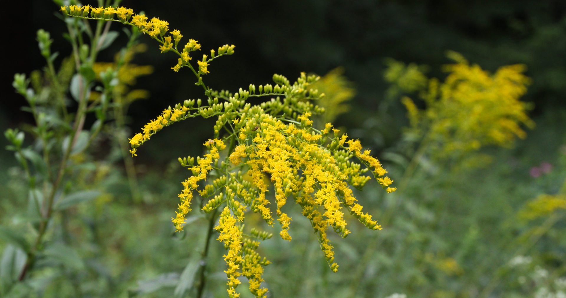 Early goldenrod