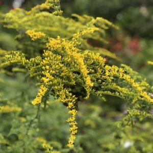Sweet goldenrod