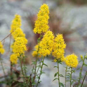 Downy goldenrod