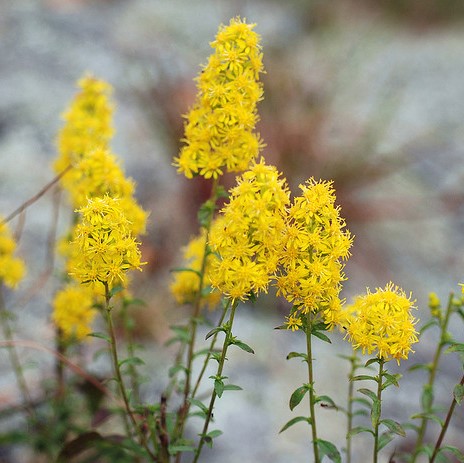 Downy goldenrod