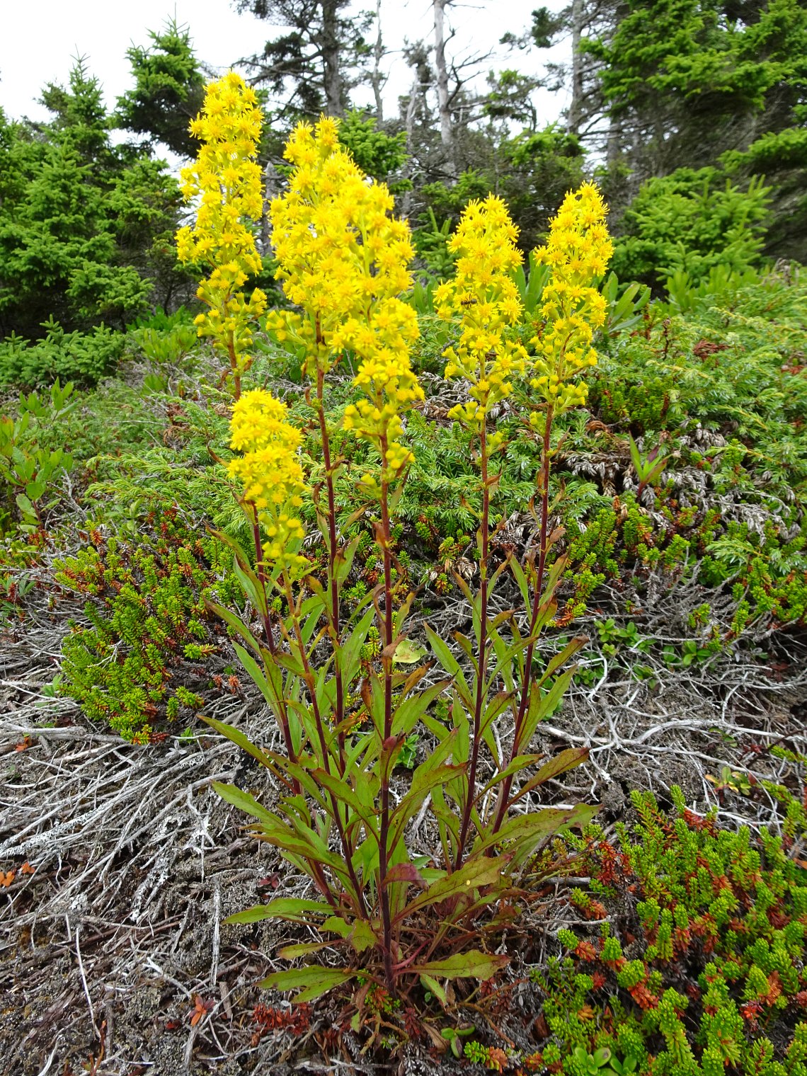 Downy goldenrod - Image 2