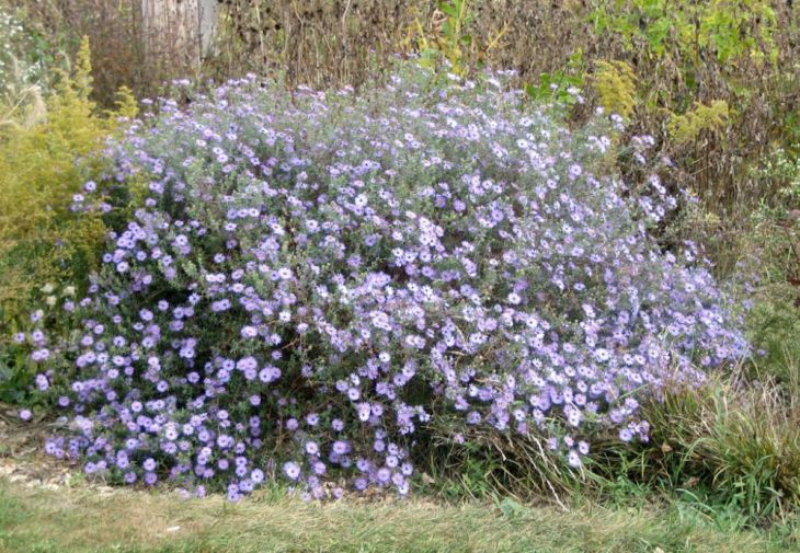 Aromatic aster - Image 2