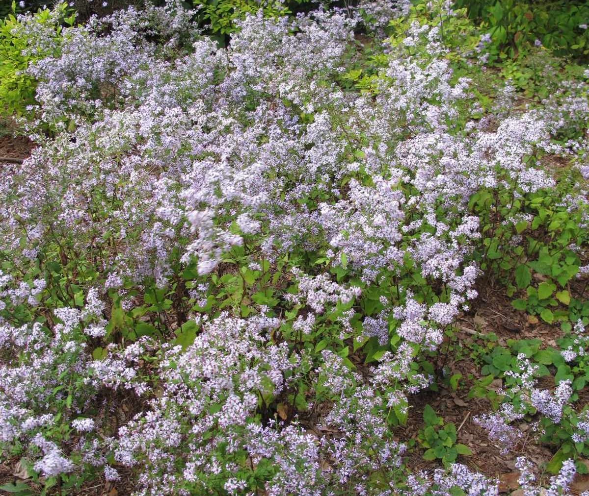 Blue wood aster - Image 3