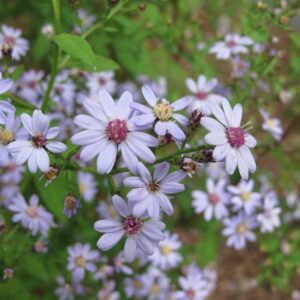 Blue wood aster