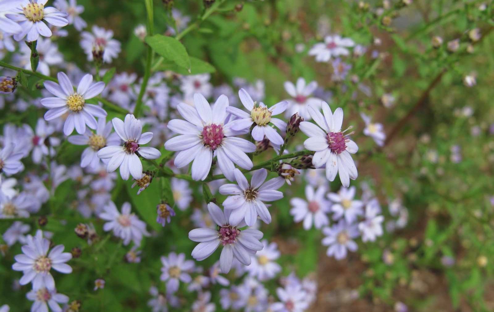 Blue wood aster