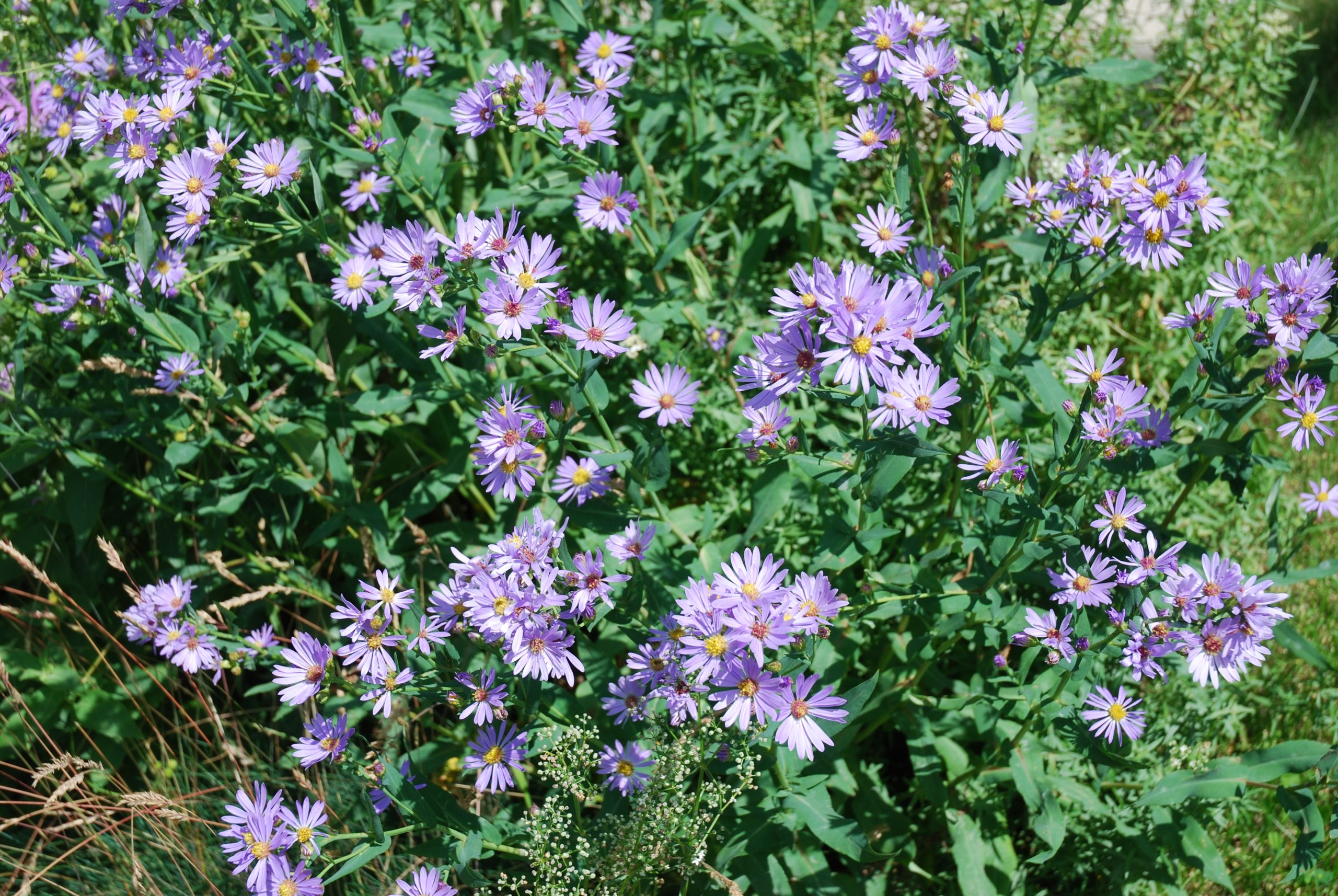 Smooth aster - Image 2