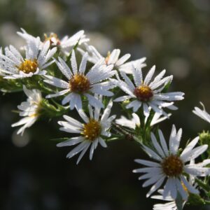 Swamp aster