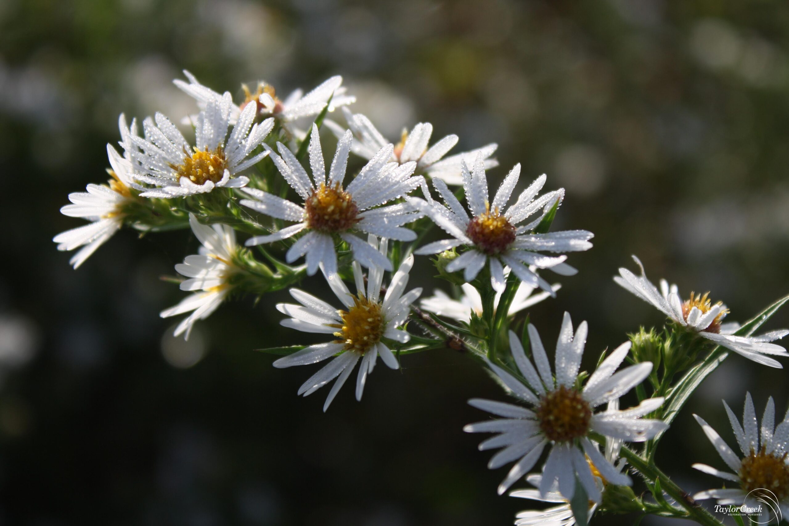 Swamp aster