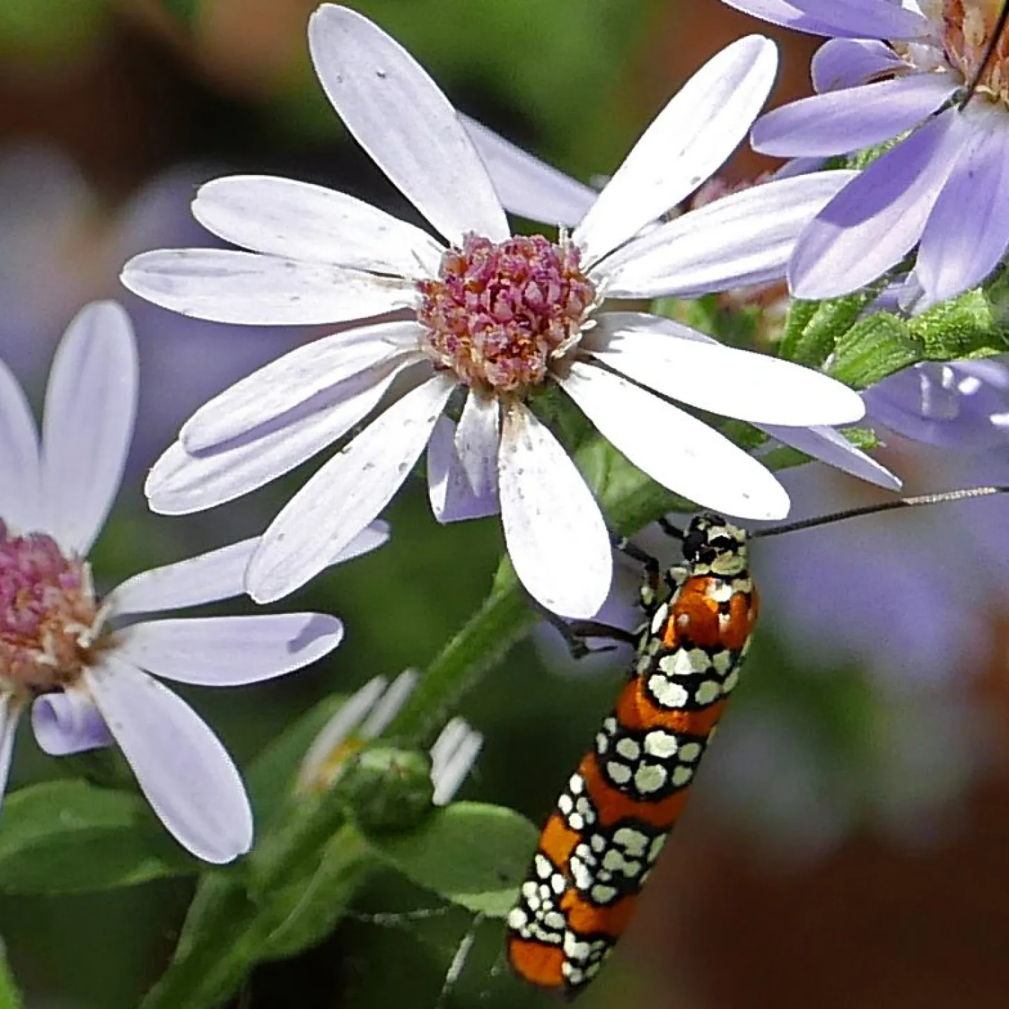 Blue wood aster - Image 2