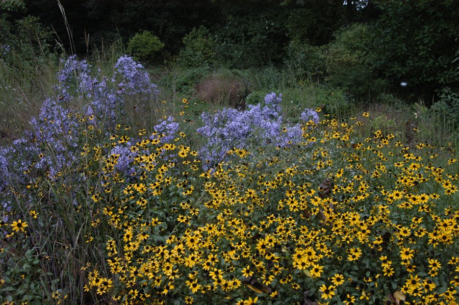 Smooth aster - Image 3