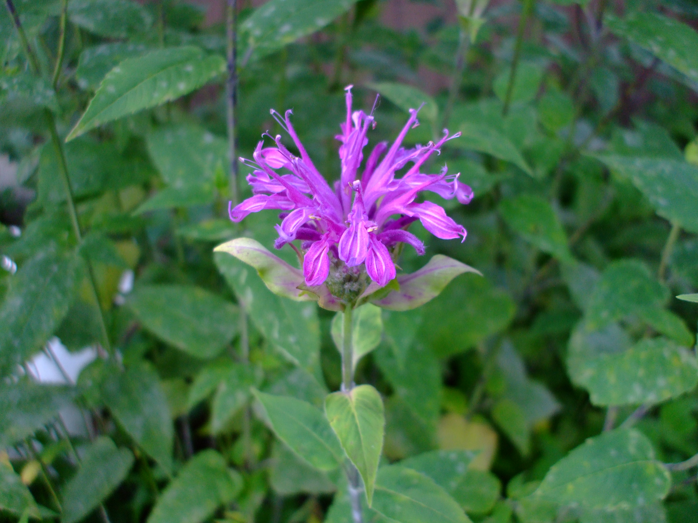 Purple bergamot - Image 2