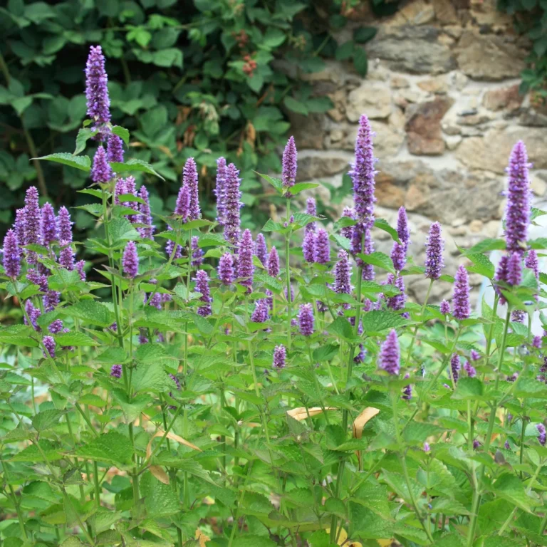 purple cone-shaped flowers