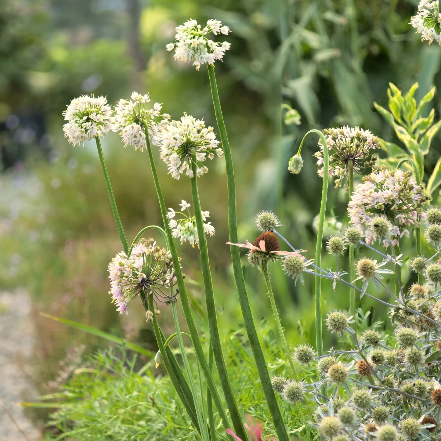 small white flowers with bee