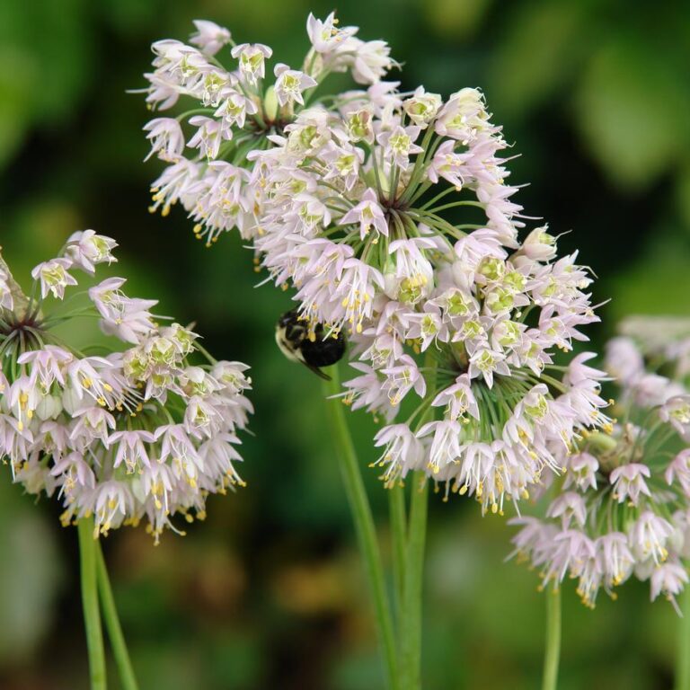 small white flowers