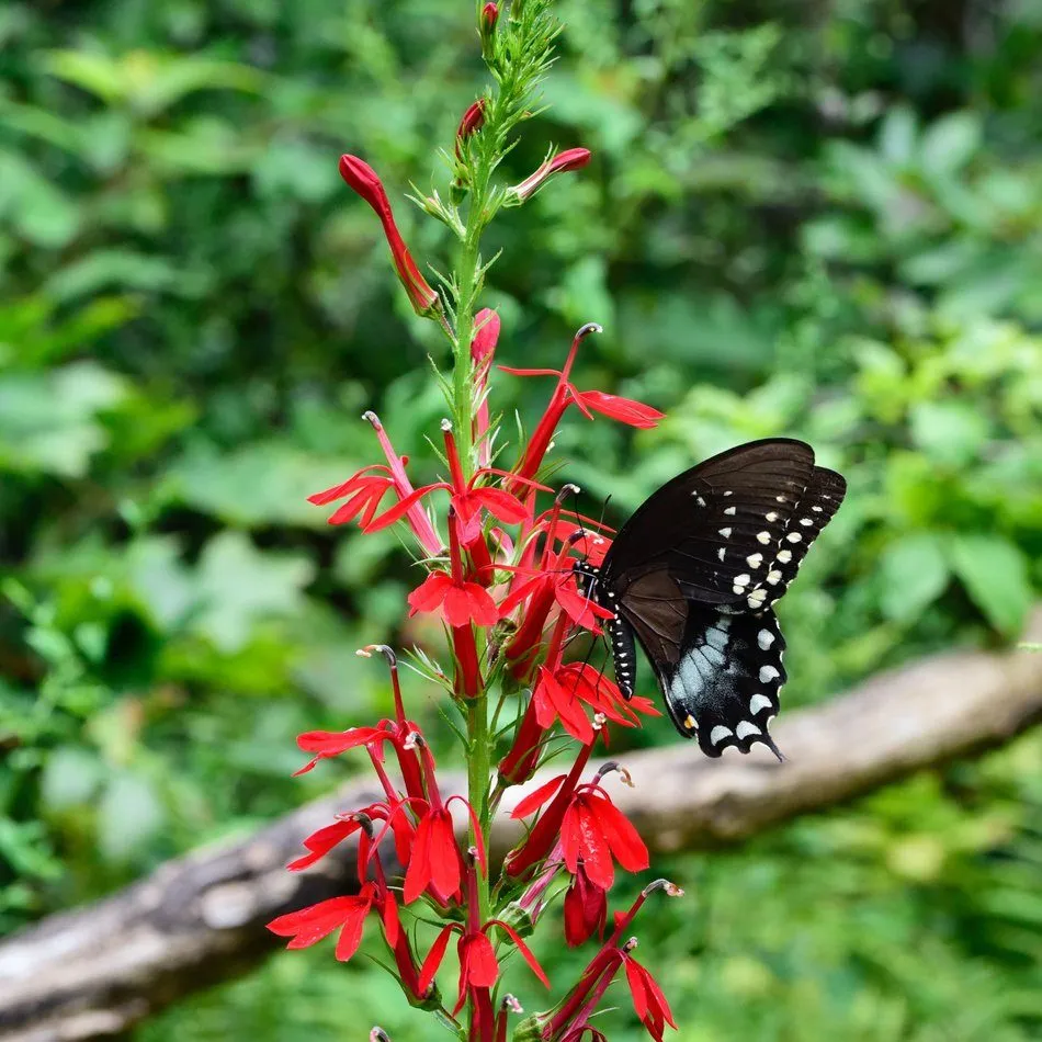 Cardinal flower - Image 2
