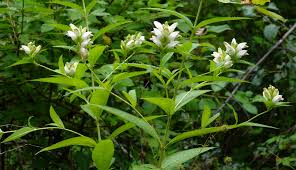 white flowers and green leaves