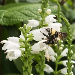 white flowers and bee