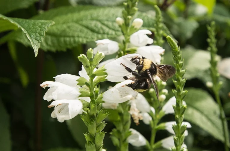 white flowers and bee