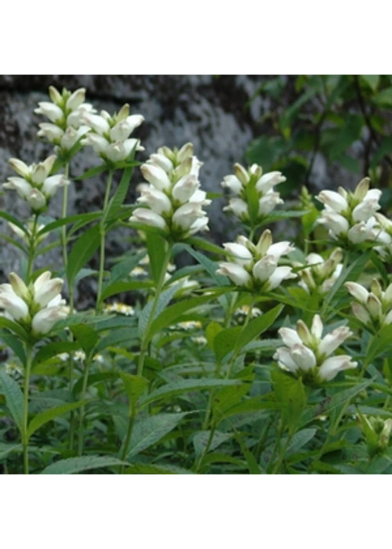 white flowers and green leaves