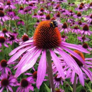 Pale purple coneflower