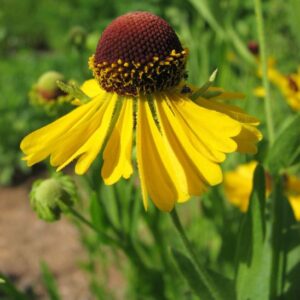 Purple-headed sneezeweed