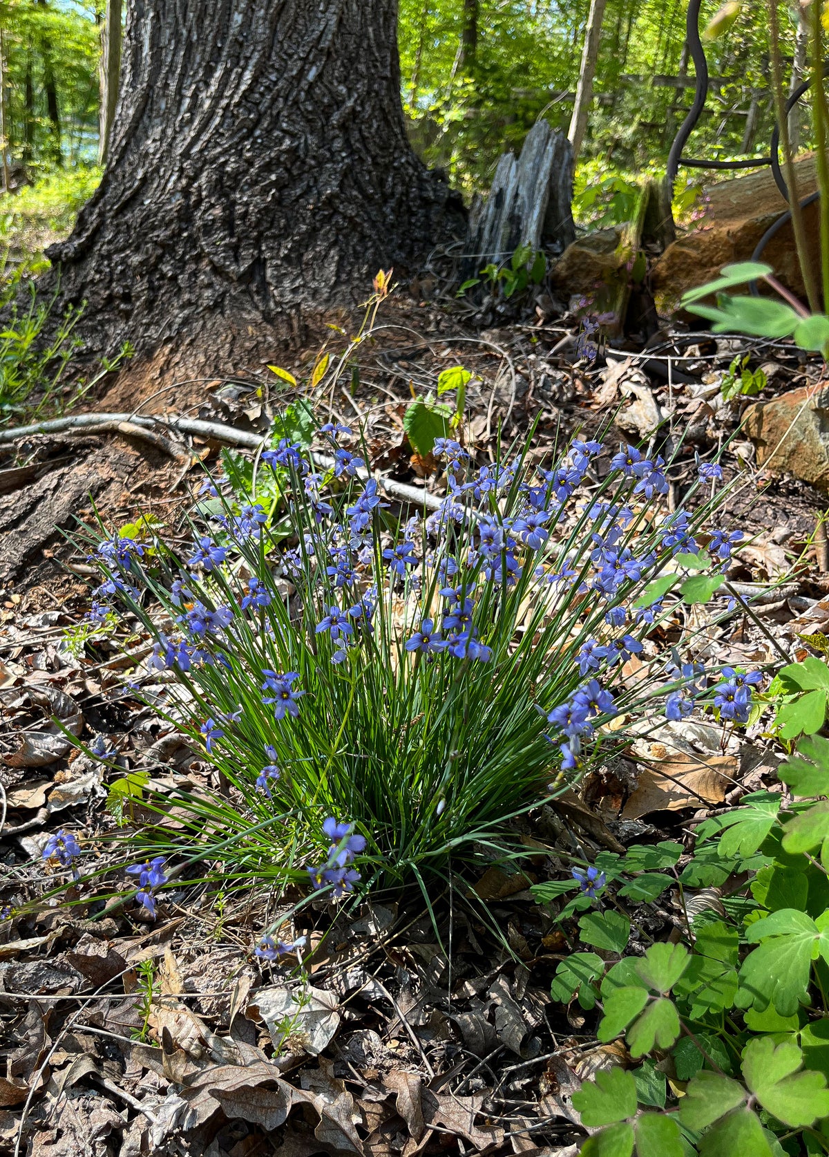 Blue eyed grass - Image 2