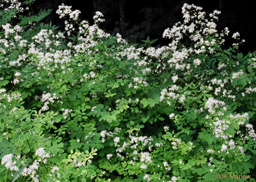 Tall meadow rue - Image 2