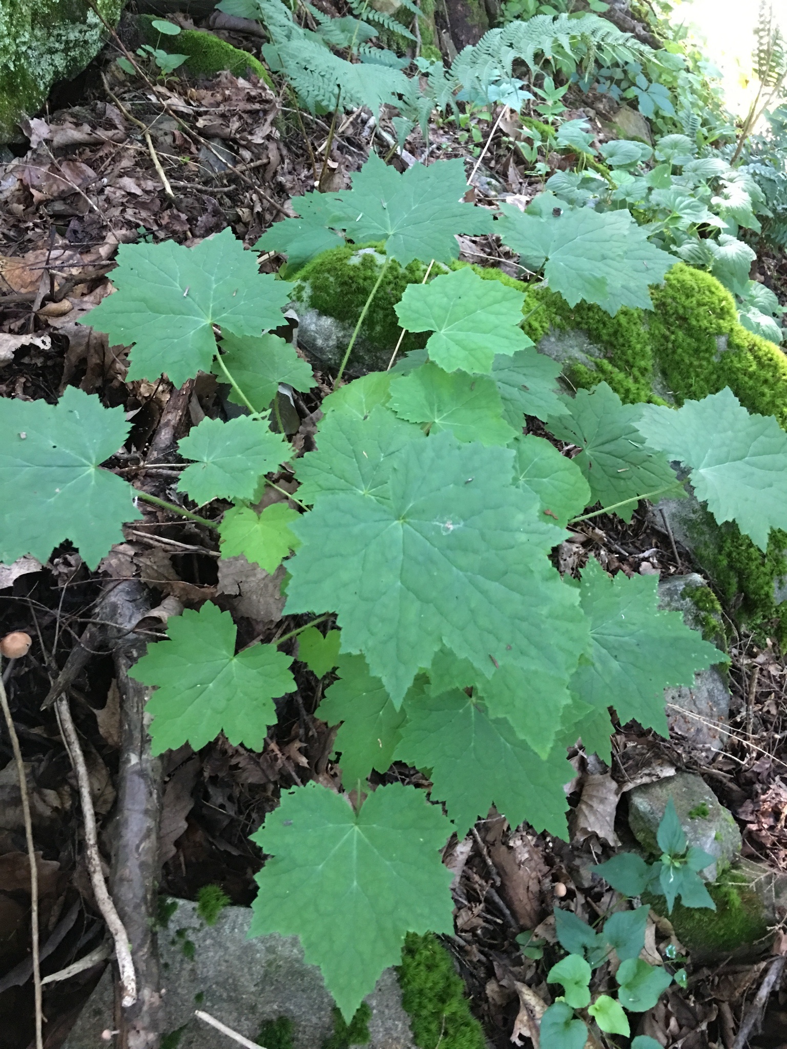 Coral bells - Image 2